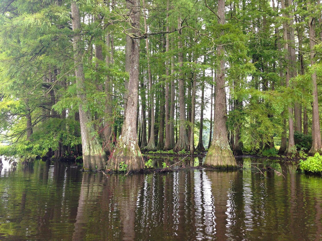 The Hidden Cypress Swamps of the Chesapeake Bay