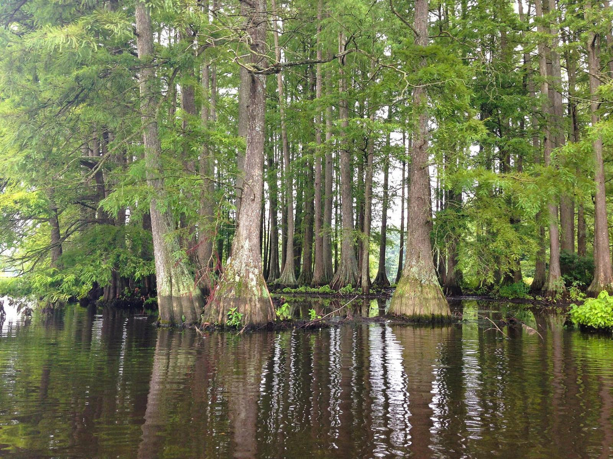 The Hidden Cypress Swamps of the Chesapeake Bay
